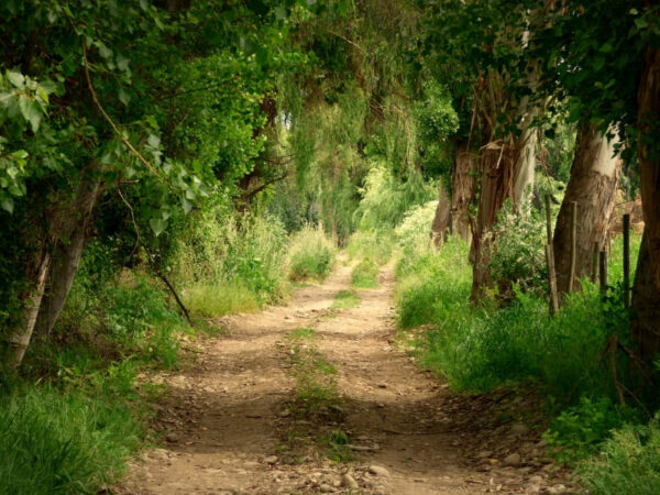 Les balades en forêt